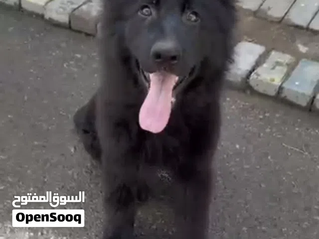 جيرمن رويل بلاك