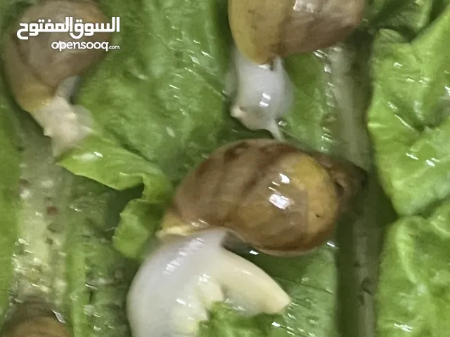 حلزون افريقي عملاق