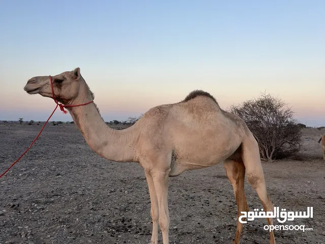 للبيع ناقه حايل مهجنه تصلح للذبح او انتاج جاهزه للمناخ