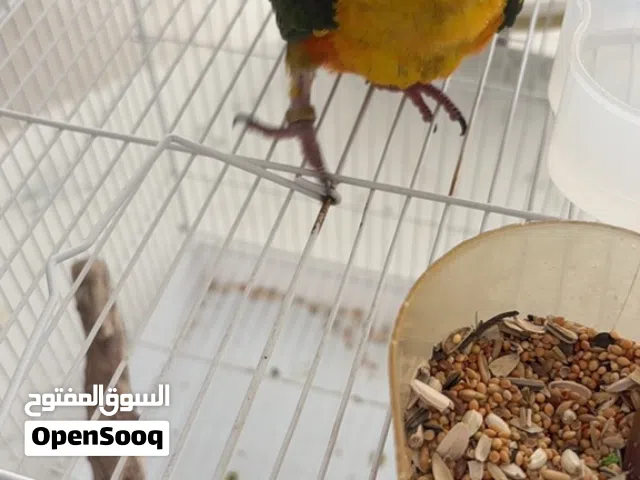 طير سن كنيور أليف جدا