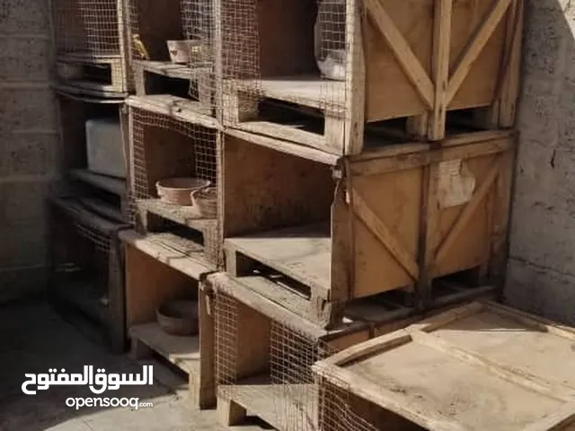 صناديق واقفاص لتربية الدجاج والحمام عرطة