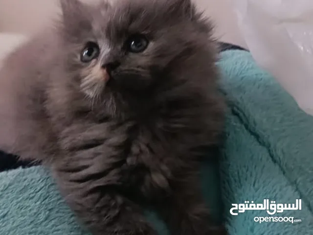 قطط صغار للبيع عمر قريب الشهرين من ام شيرازيه واب سكوتش جاهزات الببع