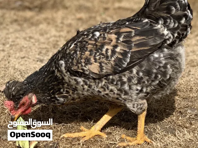دجاج مستورد كويتي افرك  ماكنتوش ورد الباكله من اندر الالوان شرط الانتاج دجاج بياض وضمان البيض