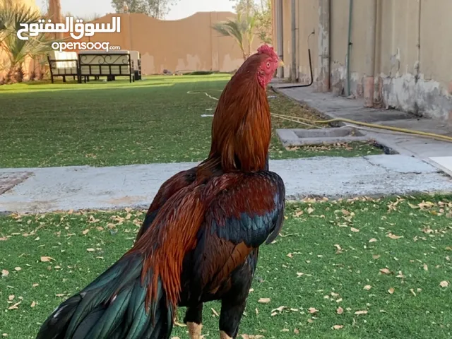 ديج باكستاني ميوالي بيور الطير فيه طول وحجم العمر سنه تقريباً 500 جاد حياك واتساب