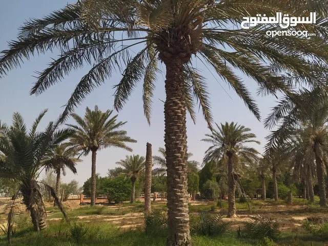 قراند فيو لزراعه وترتيب الحدائق