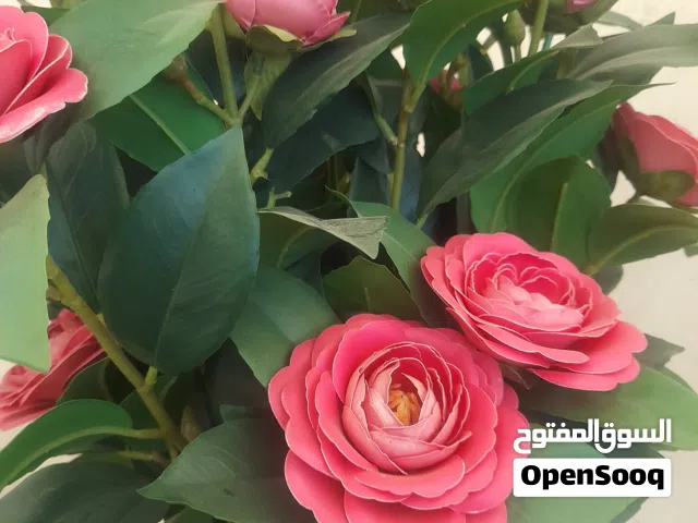 مطلوب شريك او للضمان رخصة عناية بالبشرة والجسم للجادين فقط للاتصال