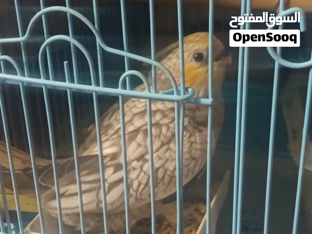 كوكتيل للبيع
