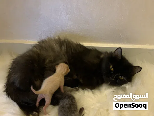 أم هالات و بابلو