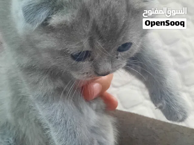 اربع قطط كتن سكوتش فولد من اروع واجمل القطط