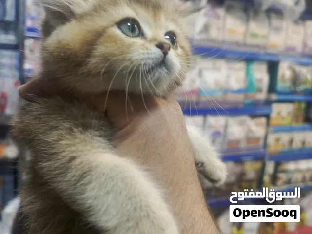 سكوتش ستريت ذهبي ny 25 كيتين أنثى العرض تاعها ذهبي زيها شوف الوصف