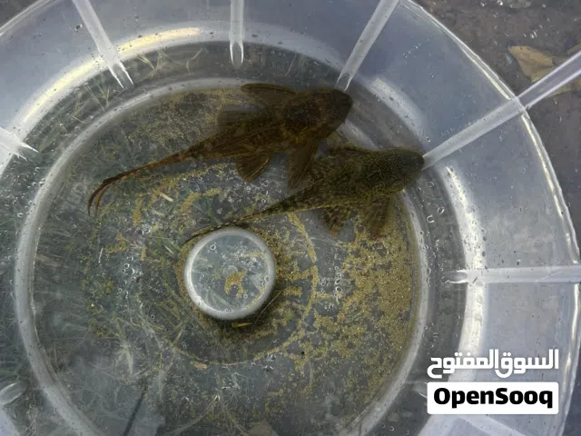 Sucker fish for free