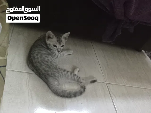 this 3 kittens with a mother need new home to live with.