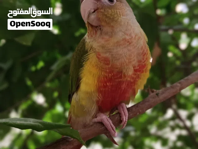 كنيور أليف انتاج ابو خصيب