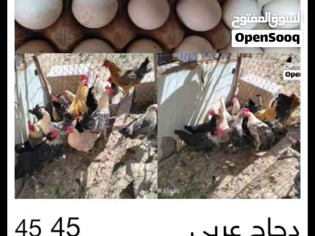 دجاج عربي للبيع