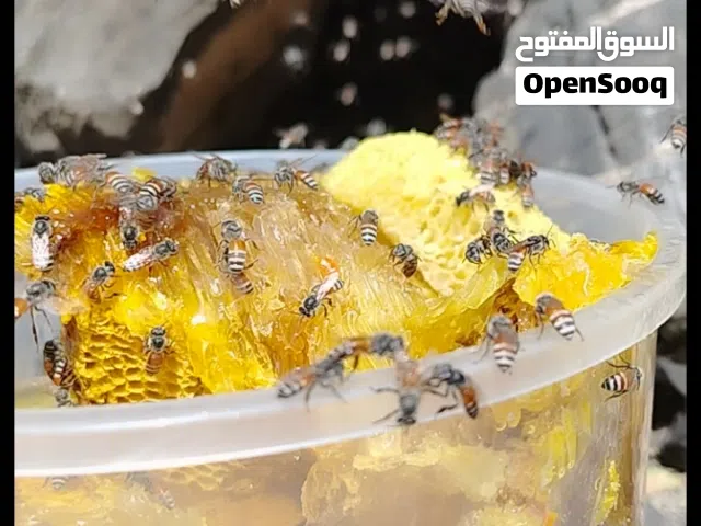 عسل الجبل ابو طويق