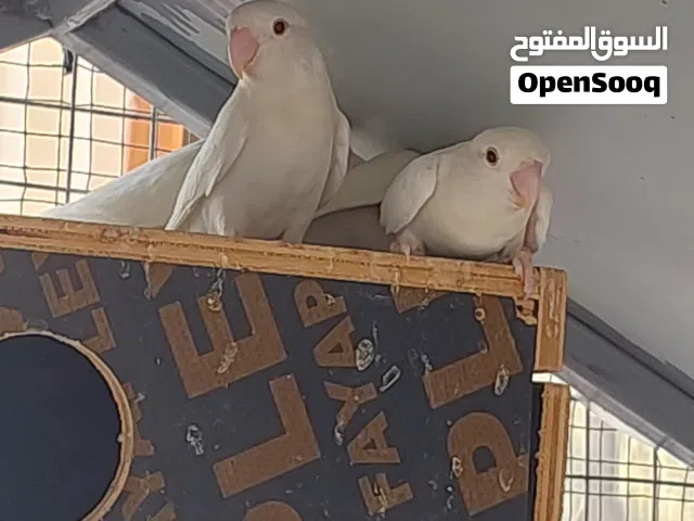 طيور  روز ألبينو عيون حمر