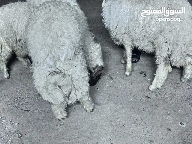 خرفان عدد 4 فحل