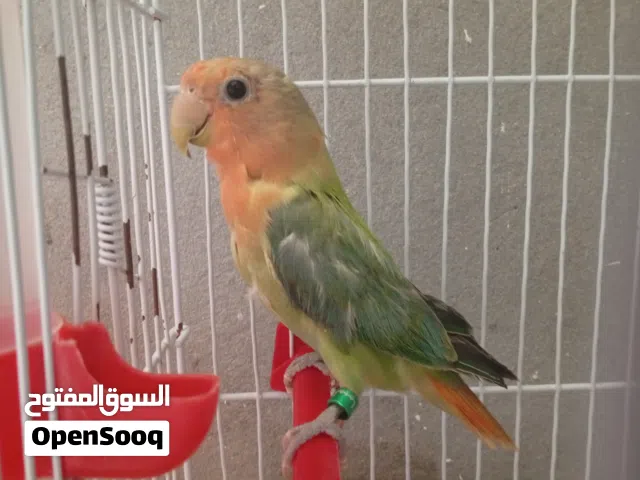 السلام عليكم بركديلو مروض اقرا الوصف