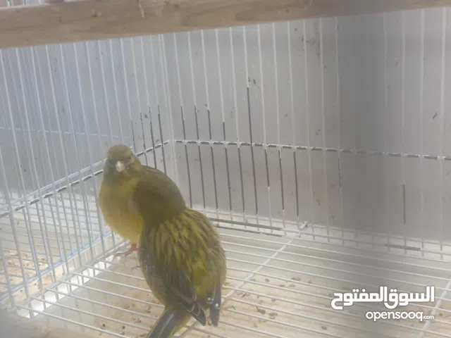 طيور كناري ذكور واناث