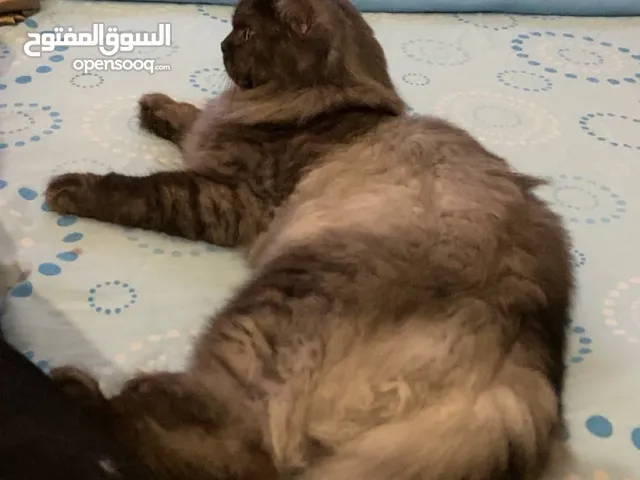 Persian cat MIX