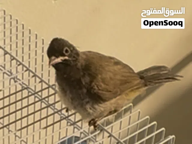 بلبل سوري نهاية عس