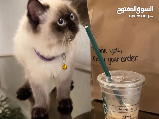 : قطوة هملايا أليفة ومحبوبه