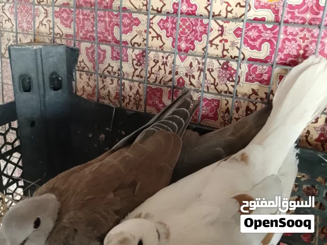 حمام راعبي للبيع