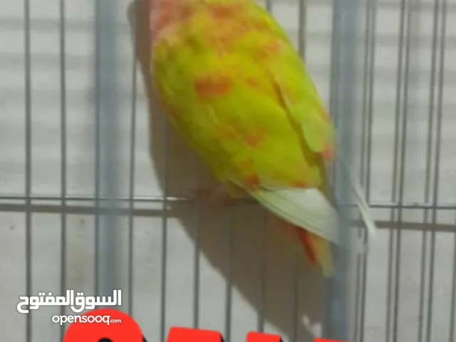 انثى روز ((((عين حمــــراء ))))