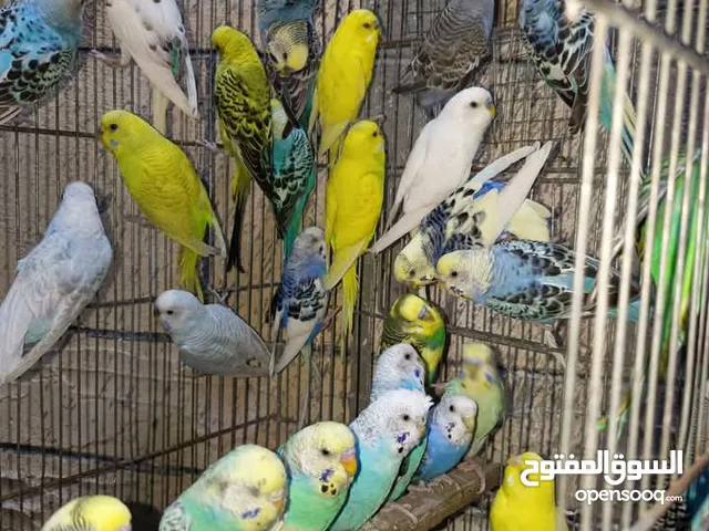 مطلوب 10 جواز حب شغلات بسعر حرق الشراء فوري .............................................. ......