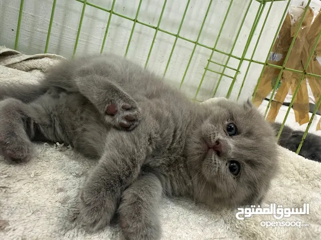 scottish fold and straight kittens 50% discount