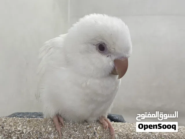 مساء الخير ببغاء الراهب كويكر النوع البينو أندر أنواع