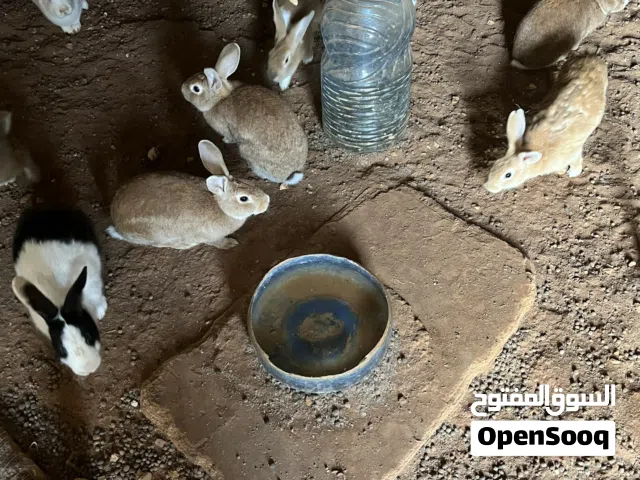 كوم ارانب نضاف وخاليات من كل عيب . 9 اناثي وذكر .