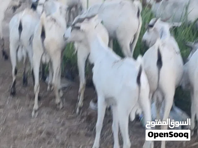 للبيع صوماليات مطعومات