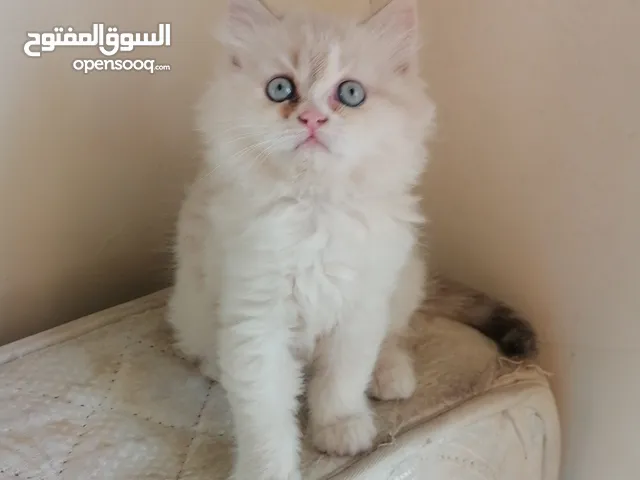 انثى راغدول ع هيمالايا عيون زرق عمر شهرين اليفه ونظيفه جداً صحته ممتازه دبدوبه وشعره كثيف