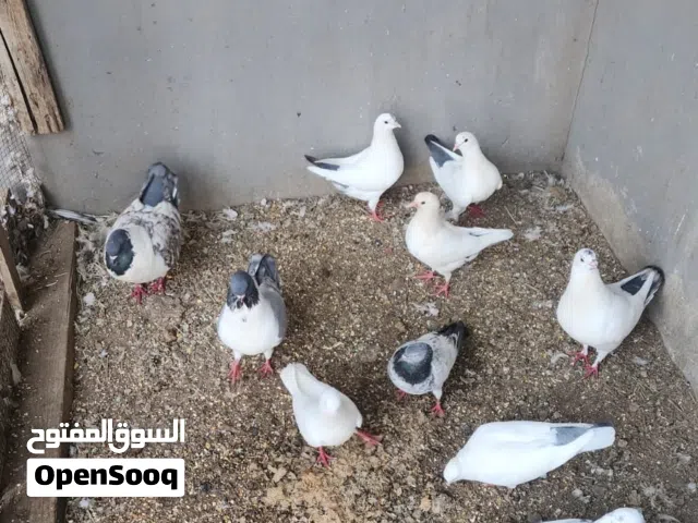 حمام المدينه