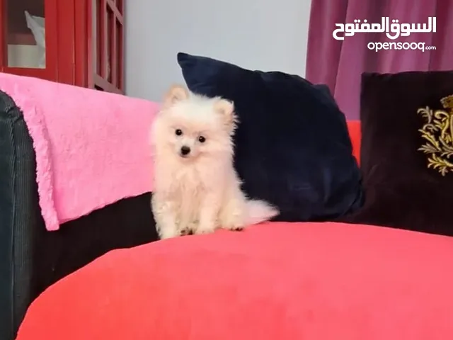 Pomeranian Female 2k