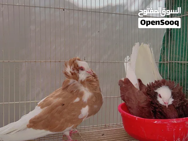 حمام متنوع للبيع .
