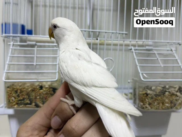 للبيع لاف فبير اليف جدا