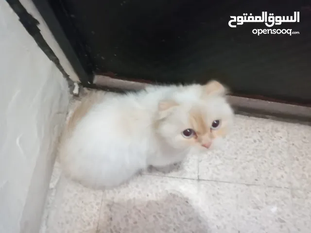 قطة شيرازي افطس