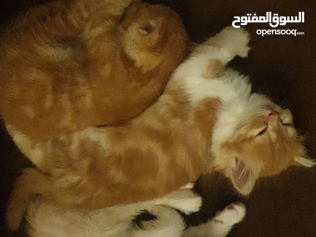 2 months old kittens for adoption قطط للتبني