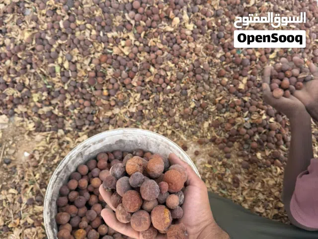 بذور وشتلات سدر بلدي نظيف عضوي 100% مجرب وموثوق من المزرعة