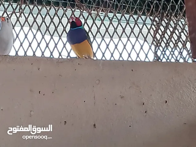 ذكر قولدن فينش للبيع