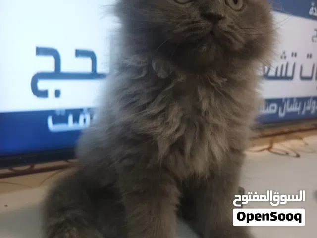قط بيرتيش لونج هير