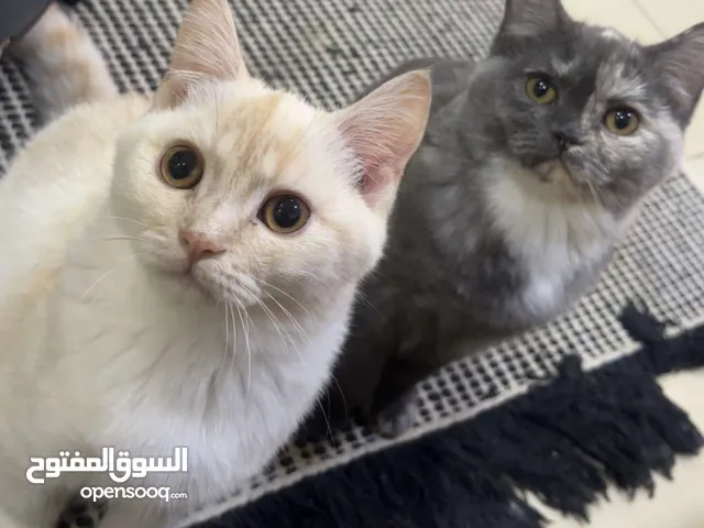 قطط للتبني .