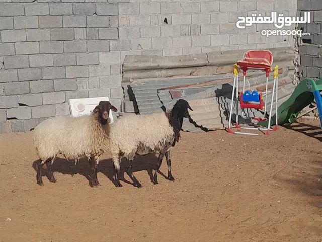 زوز نعاج وطنيات الله يبارك عشار بادن الله سنهم اول جمع وتاني جمع محصنات وسليمات