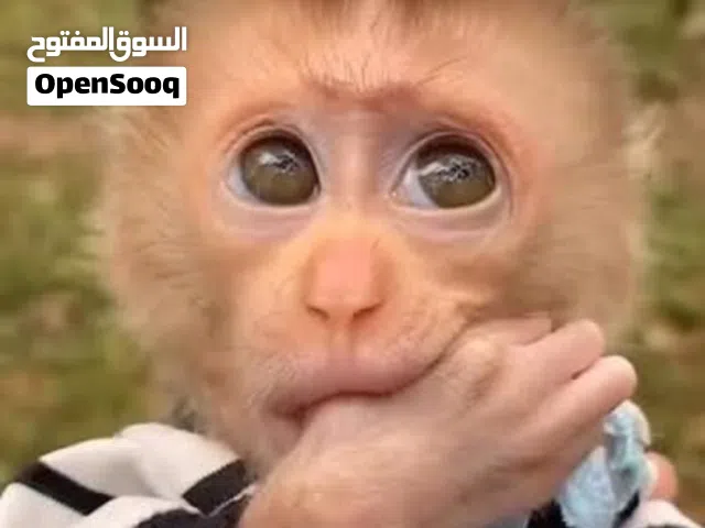 ندور علي قرد للبيع