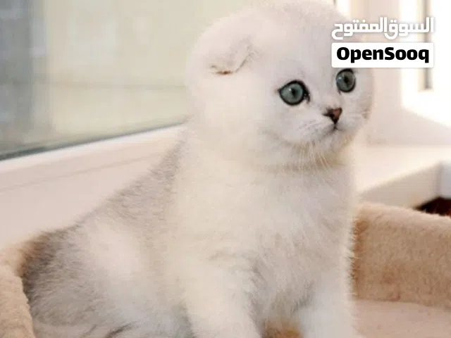 للبيع كتنز سكوتش فولد واستريت شورت هير