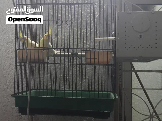 كوبية كوكتيل وكوبية هوقو رومو