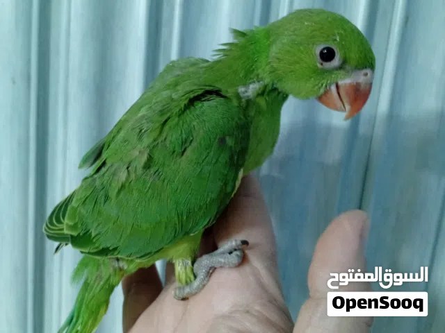 لعشاق الزق اليدوي الدرة الهندي عرض مميز متعود عالسرنج لون زيتي مميز