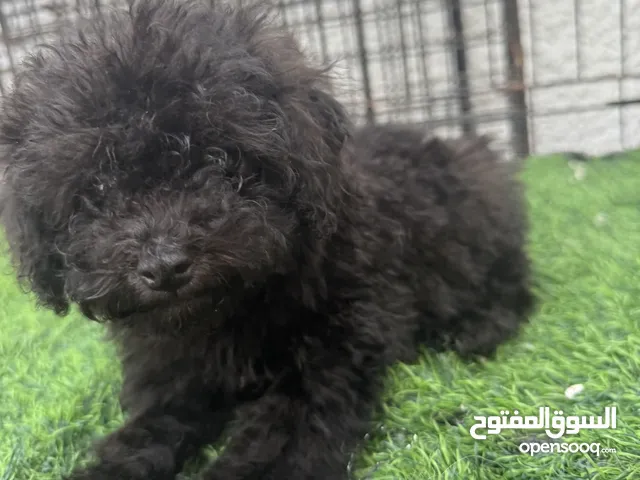 Toy poodle